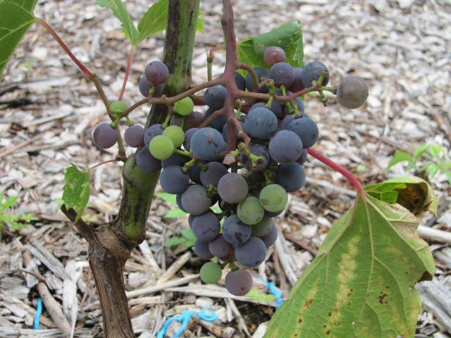 Vineyard Update 2012