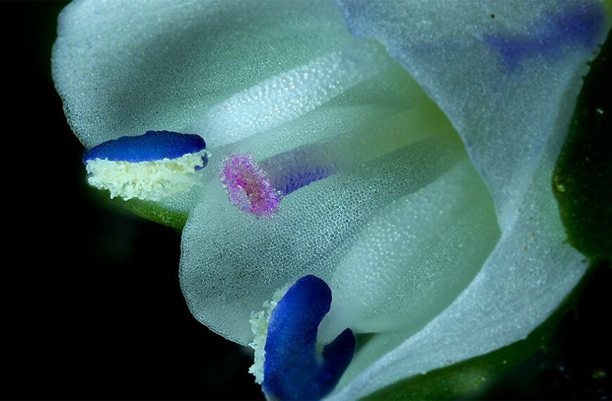Macroscopic and Microscopic Video Projects